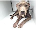 Small #1 American Pit Bull Terrier