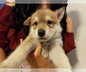 Wolf Hybrid Puppy for sale in BOTHELL, WA, USA