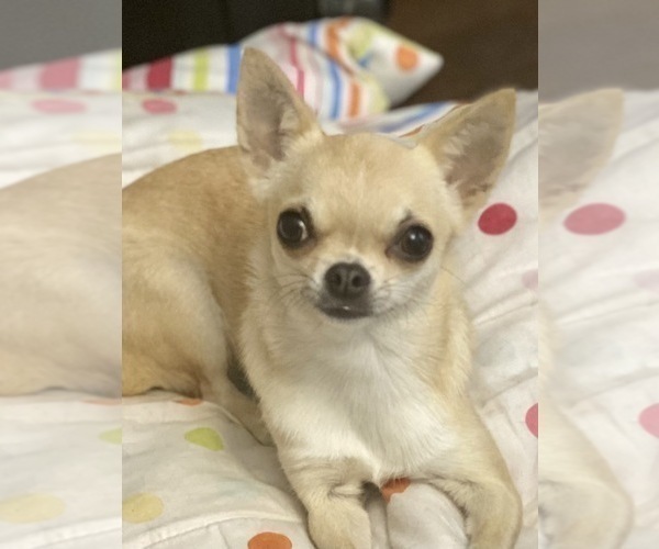 Medium Photo #1 Chihuahua Puppy For Sale in MIDDLEBURG, FL, USA