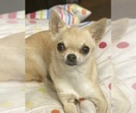 Small Photo #1 Chihuahua Puppy For Sale in MIDDLEBURG, FL, USA