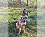 Small German Shepherd Dog Mix