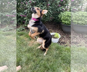 Unknown-Welsh Corgi Mix Dogs for adoption in Oakhurst, NJ, USA