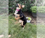 Small Welsh Corgi Mix