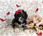 Small Photo #6 Miniature Bernedoodle-Poodle (Miniature) Mix Puppy For Sale in OXFORD, PA, USA