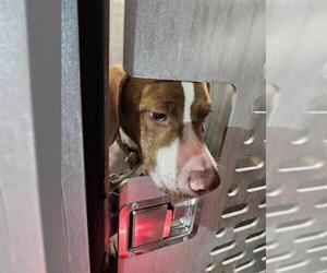 Pointer-Unknown Mix Dogs for adoption in San Antonio, TX, USA