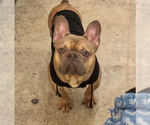 Small #3 French Bulldog