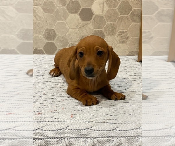 Medium Photo #3 Dachshund Puppy For Sale in CANOGA, NY, USA