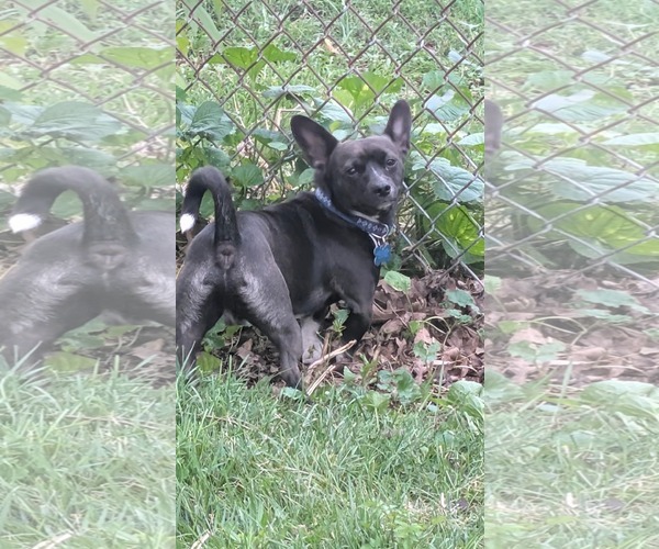 Medium Photo #2 Chihuahua-Unknown Mix Puppy For Sale in Plainfield, IL, USA