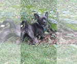 Small #1 Chihuahua Mix
