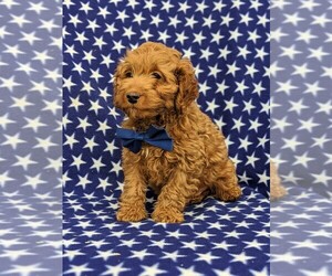 Cock-A-Poo Puppy for sale in KIRKWOOD, PA, USA