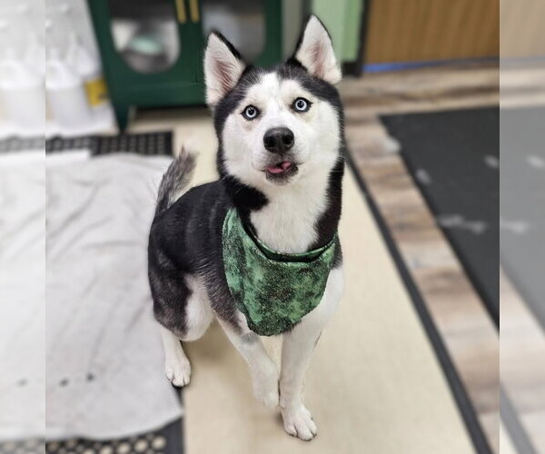 Medium Photo #2 Siberian Husky Puppy For Sale in Fargo, ND, USA