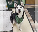 Small #1 Siberian Husky