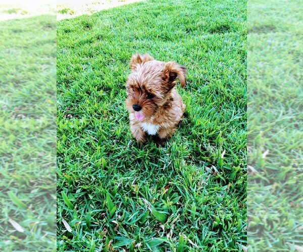 Medium Photo #5 Yorkshire Terrier Puppy For Sale in SAINT CLOUD, FL, USA