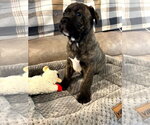 Small #4 American Staffordshire Terrier-Boxer Mix