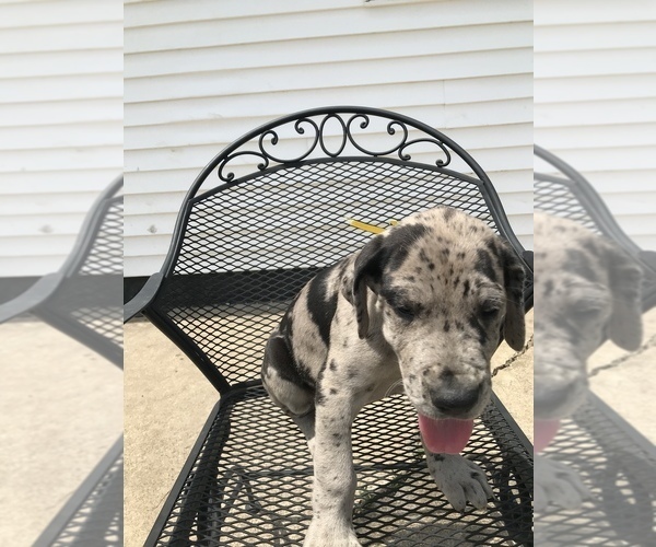 Medium Photo #1 Great Dane Puppy For Sale in DONOVAN, IL, USA