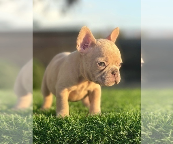 Medium Photo #7 French Bulldog Puppy For Sale in NEW ORLEANS, LA, USA
