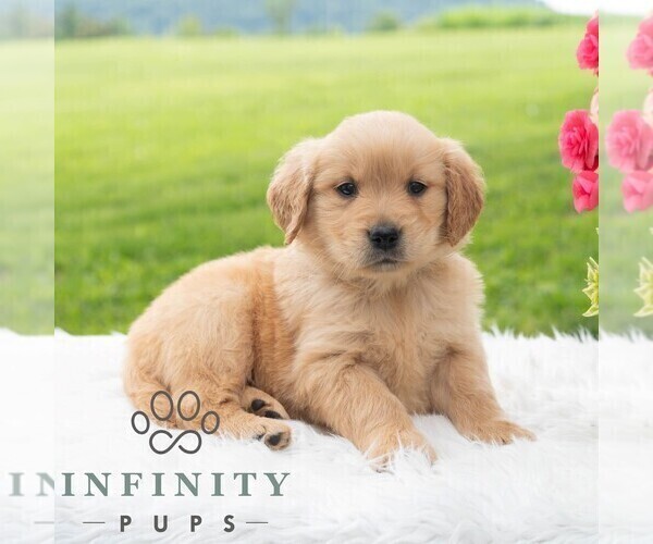 Medium Photo #1 Golden Retriever Puppy For Sale in NEWPORT, PA, USA