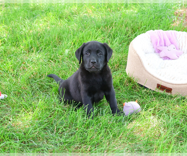 Medium Photo #4 Labrador Retriever Puppy For Sale in SYRACUSE, IN, USA