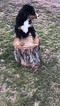 Small Photo #2 Bernese Mountain Dog Puppy For Sale in HARTVILLE, MO, USA