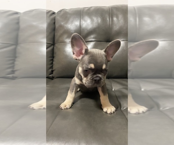 Medium Photo #5 French Bulldog Puppy For Sale in ERIAL, NJ, USA