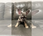 Small #4 French Bulldog