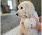 Small #8 Goldendoodle