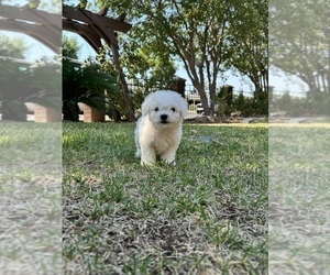 Bichon Frise Puppy for sale in ELDERWOOD, CA, USA