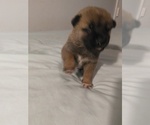 Small Photo #4 Akita Puppy For Sale in STATESVILLE, NC, USA