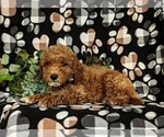 Small #3 Miniature Labradoodle