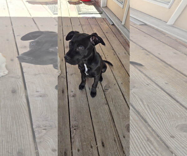 Medium Photo #6 Mutt Puppy For Sale in Sandy, UT, USA