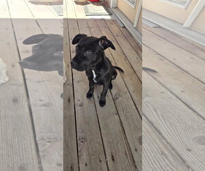 Blue Arlo - Male Mutt Dog for Adoption - Photo #6