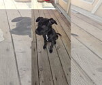 Small #5 Mutt