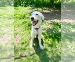 Small #2 Labrador Retriever Mix