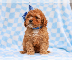 Cavapoo (Miniature) Puppy for sale in LIBERTY, KY, USA