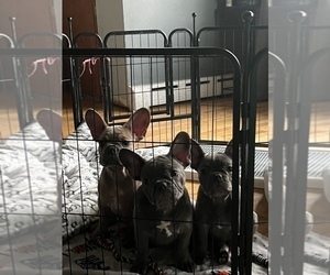 French Bulldog Puppy for sale in CHICAGO, IL, USA