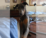 Small #2 Doberman Pinscher
