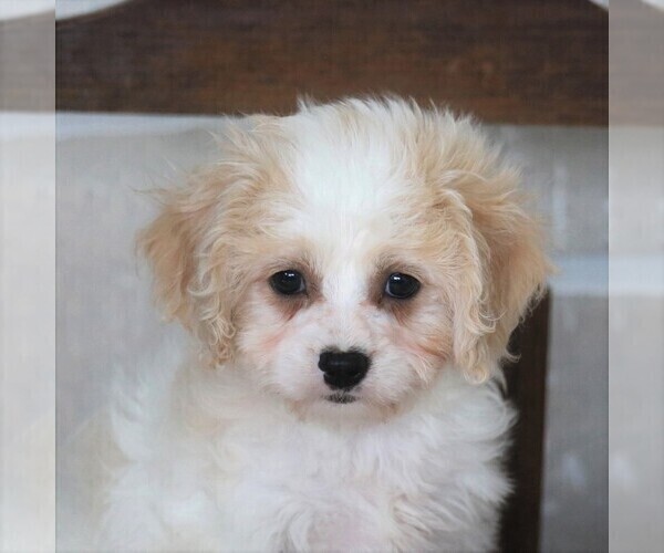 Medium Photo #2 Cavachon Puppy For Sale in GORDONVILLE, PA, USA