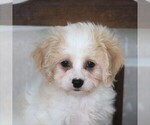 Small Photo #2 Cavachon Puppy For Sale in GORDONVILLE, PA, USA