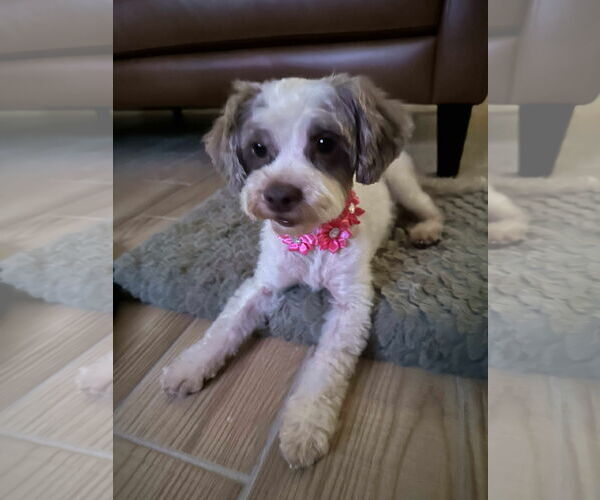 Medium Photo #1 Shih Tzu-Unknown Mix Puppy For Sale in Valrico, FL, USA