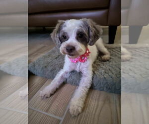 Shih Tzu-Unknown Mix Dogs for adoption in Valrico, FL, USA