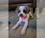 Small Shih Tzu Mix