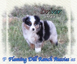 Miniature Australian Shepherd Puppy for sale in FORESTBURG, TX, USA