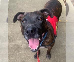 MYSTERY - Male American Staffordshire Terrier-Unknown Mix Dog for Adoption - Photo #3