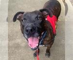 Small #2 American Staffordshire Terrier Mix
