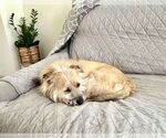 Small #3 Mutt