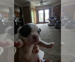 Small #13 French Bulldog