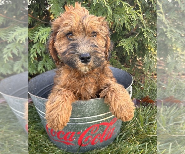 Medium Photo #1 Mini Whoodle (Wheaten Terrier/Miniature Poodle) Puppy For Sale in MIDDLEBURY, IN, USA