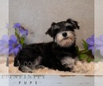 Small #2 Schnauzer (Miniature)