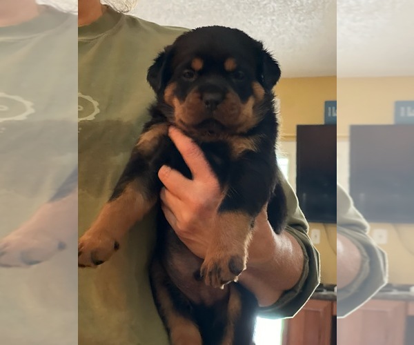 Medium Photo #7 Rottweiler Puppy For Sale in SARASOTA, FL, USA