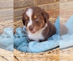 Small Photo #3 Australian Shepherd Puppy For Sale in DOWELLTOWN, TN, USA